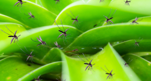 Swarm of mosquitos hovering over a plant